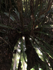 Asplenium mauritianum (Asplenium mauritianum)
