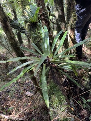 Asplenium mauritianum (Asplenium mauritianum)