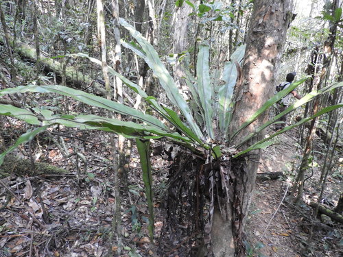 Asplenium mauritianum (Asplenium mauritianum)