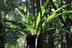Asplenium mauritianum (Asplenium mauritianum)
