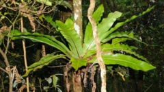Asplenium mauritianum (Asplenium mauritianum)