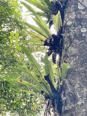 Asplenium mauritianum (Asplenium mauritianum)