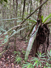 Asplenium mauritianum (Asplenium mauritianum)