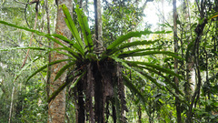 Asplenium mauritianum (Asplenium mauritianum)