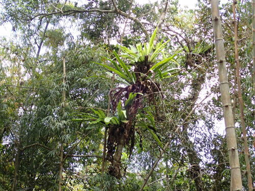 Asplenium mauritianum (Asplenium mauritianum)