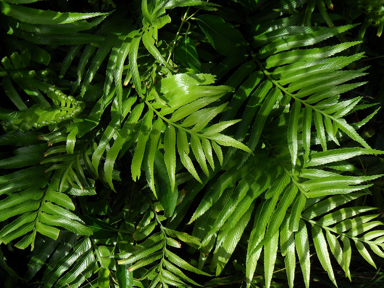 Asplenium milnei: Asplenium milnei