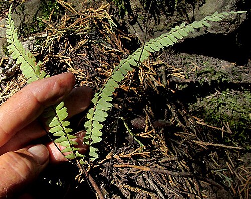 Singlesorus spleenwort: Single-sorus Spleenwort, Asplenium monanthes, plant in habitat