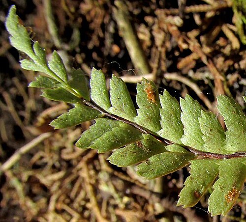 Singlesorus spleenwort: Single-sorus Spleenwort, Asplenium monanthes, leaf tip