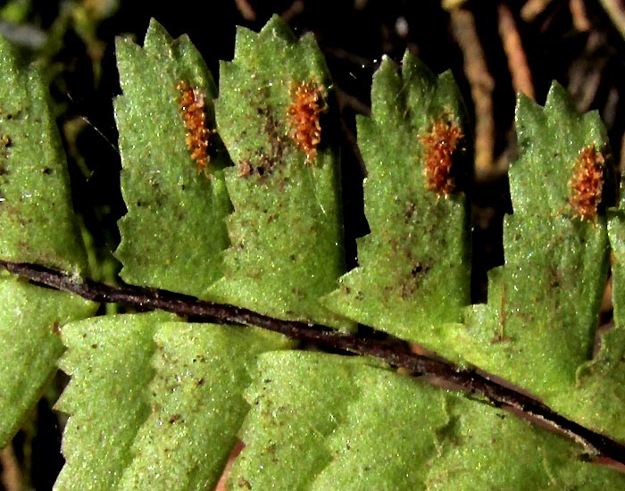 Singlesorus spleenwort: Single-sorus Spleenwort, Asplenium monanthes, pinnae with single sori