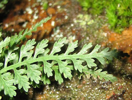 Mountain spleenwort: Frond of mountain spleenwort ( Asplenium montanum ) at Glen Onoko, Lehigh County, Pennsylvania .