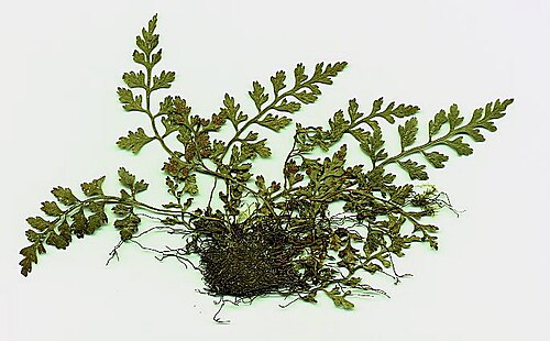 Mountain spleenwort: Dried specimen of Asplenium montanum , from bluffs overlooking Raccoon Creek in Vinton County, Ohio, just south of US Route 50.