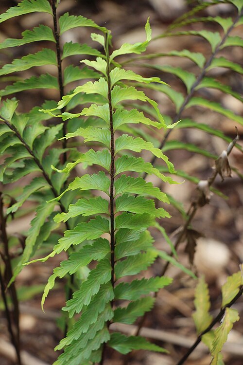 Asplenium nigrescens: Asplenium parvum at Mount Annan Botanic Gardens, Sydney, Australia