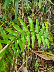 Asplenium nitens (Asplenium nitens)