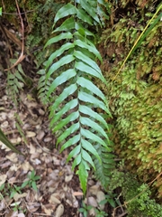 Asplenium nitens (Asplenium nitens)