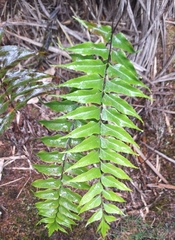 Asplenium nitens (Asplenium nitens)
