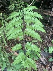 Asplenium nitidum (Asplenium nitidum)