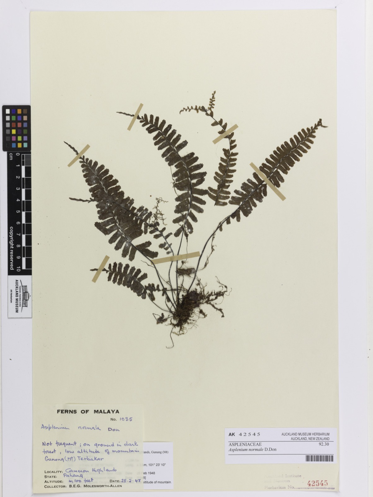 Rainforest spleenwort (Asplenium normale)