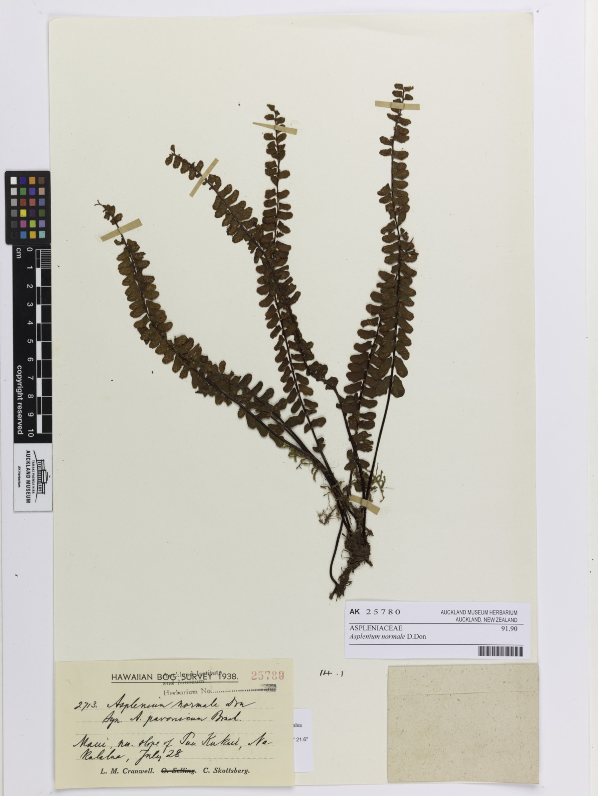 Rainforest spleenwort (Asplenium normale)