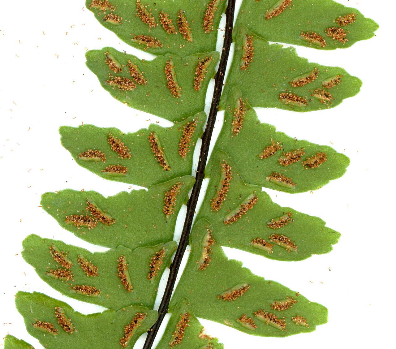 Rainforest spleenwort: From Upper Honopu Valley, Kauai. This is a 4800 dpi flat-bed scan of a piece of a fertile frond.
