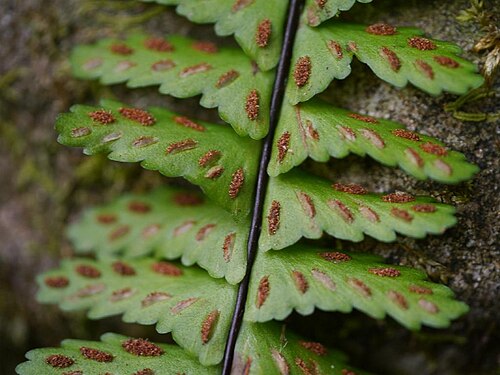 Rainforest spleenwort: Asplenium normale:ヌリトラノオ 2015/08/02 和歌山県田辺市:Tanabe City. Wakayama Pref. Japan