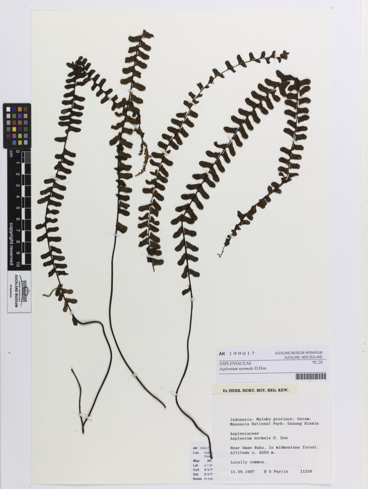 Rainforest spleenwort (Asplenium normale)