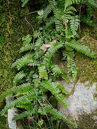 Rainforest spleenwort: Asplenium normale:ヌリトラノオ 2014/10/12 和歌山県田辺市:Tanabe City. Wakayama Pref. Japan
