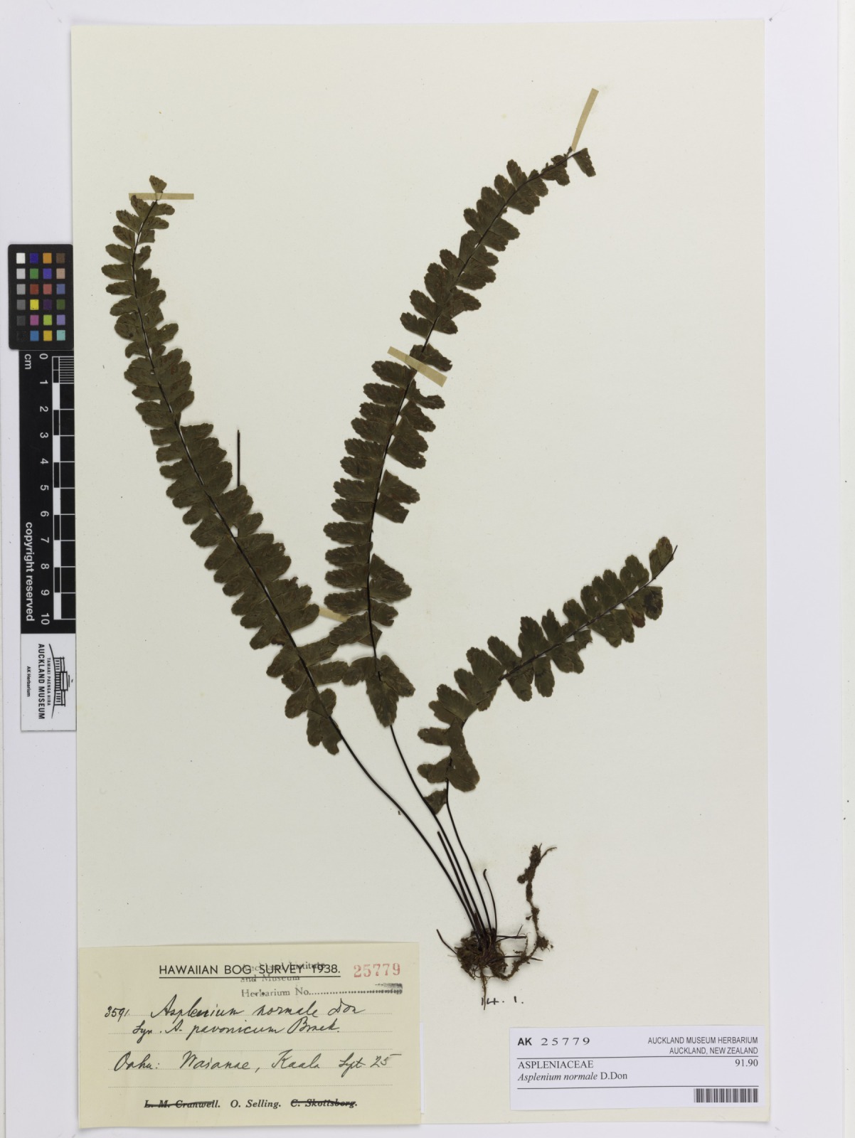 Rainforest spleenwort (Asplenium normale)