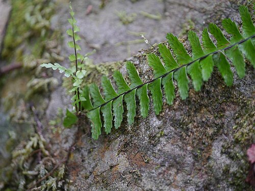 Rainforest spleenwort: Asplenium normale:ヌリトラノオ 2015/08/02 和歌山県田辺市:Tanabe City. Wakayama Pref. Japan
