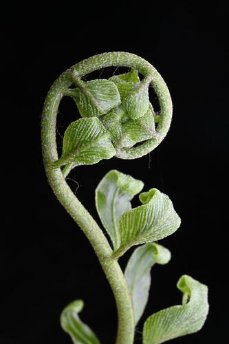 Shining spleenwort (Asplenium oblongifolium)