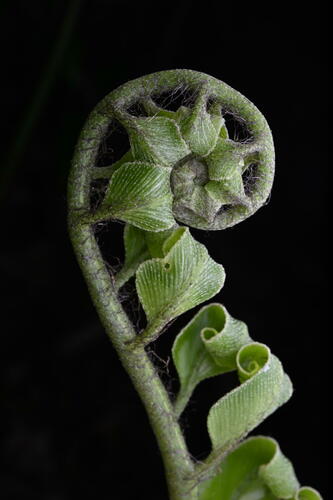 Shining spleenwort (Asplenium oblongifolium)