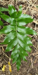 Shining spleenwort (Asplenium oblongifolium)