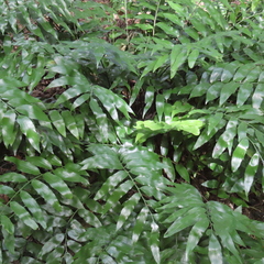 Shining spleenwort (Asplenium oblongifolium)