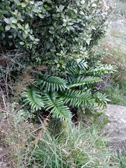 Shining spleenwort (Asplenium oblongifolium)
