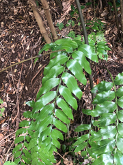 Shining spleenwort (Asplenium oblongifolium)