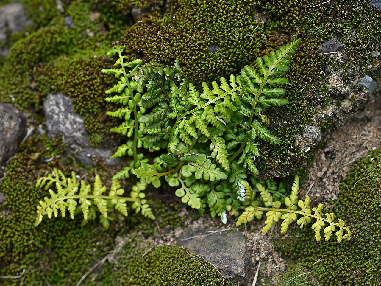 Asplenium obovatum: Asplenium obovatum in Rocha da Relva on Sao Miguel, Azores