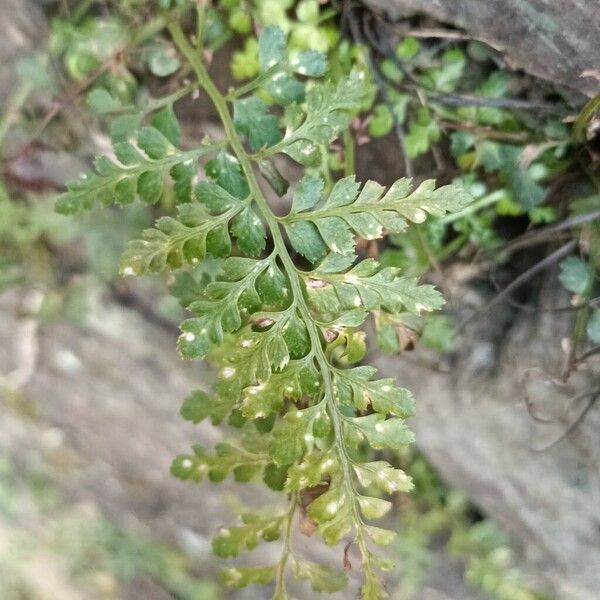 Asplenium obovatum (Asplenium obovatum)