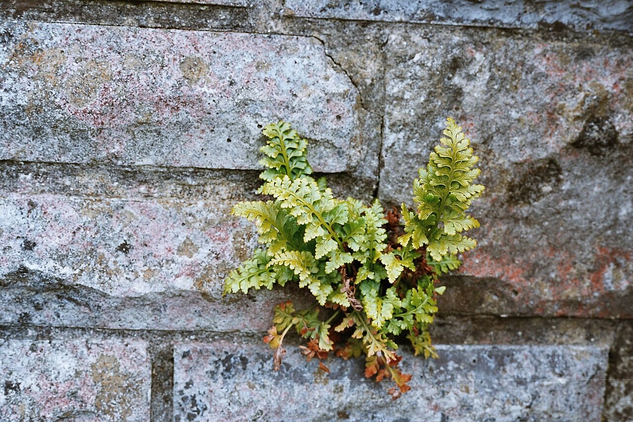 Asplenium obovatum: Tintagel Cornwall