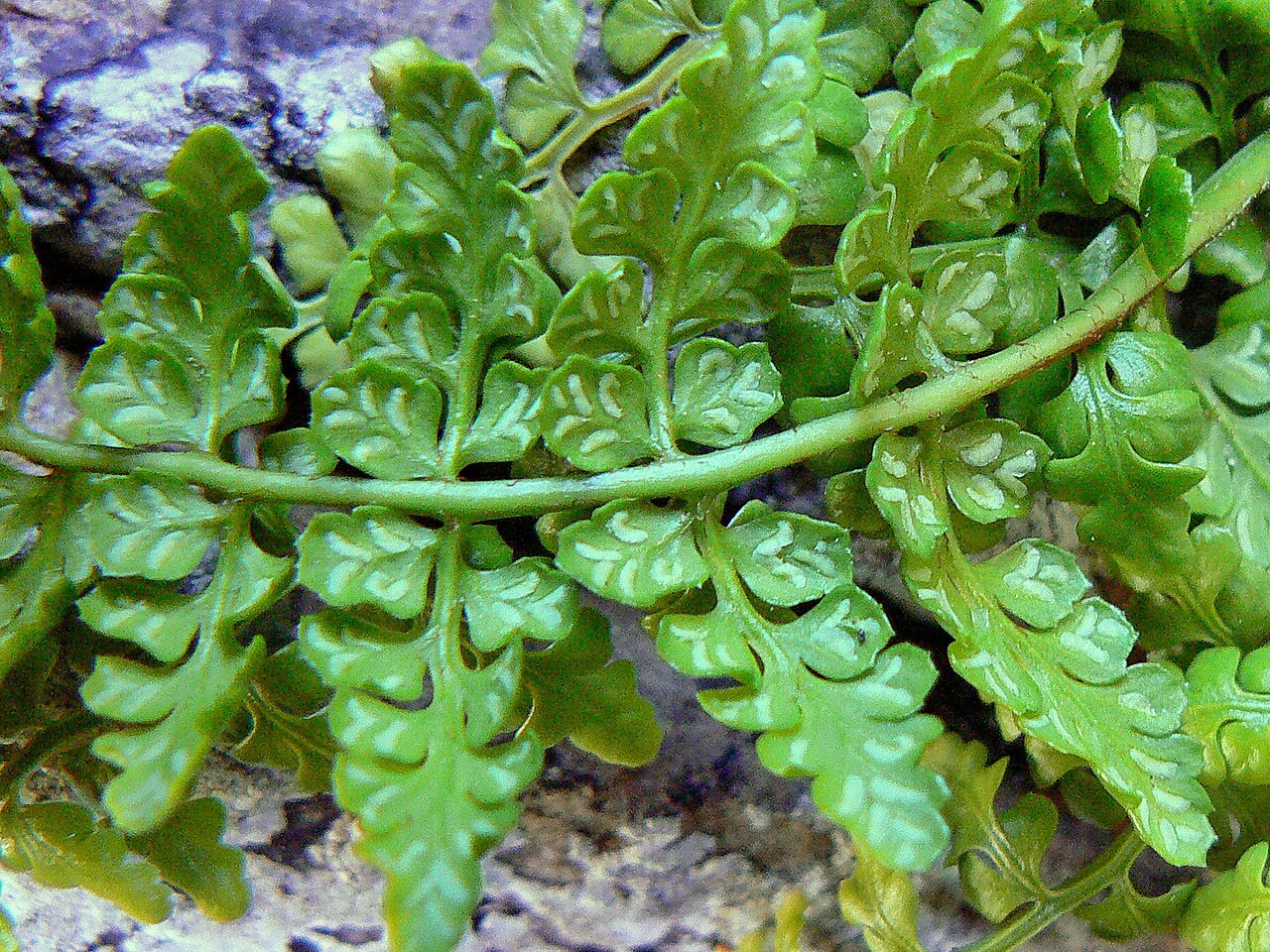 Asplenium obovatum: Asplenium foreziense , Île de Port Cros, Var, France. Detail of sporangia.