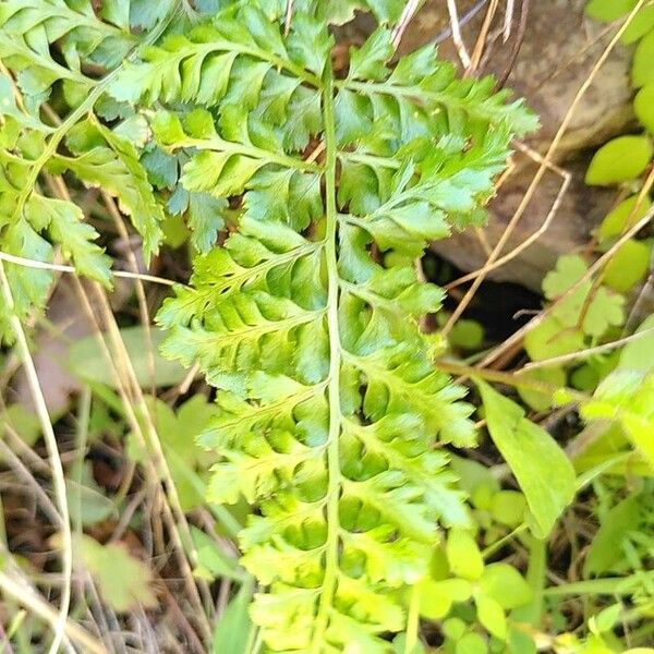 Asplenium obovatum (Asplenium obovatum)