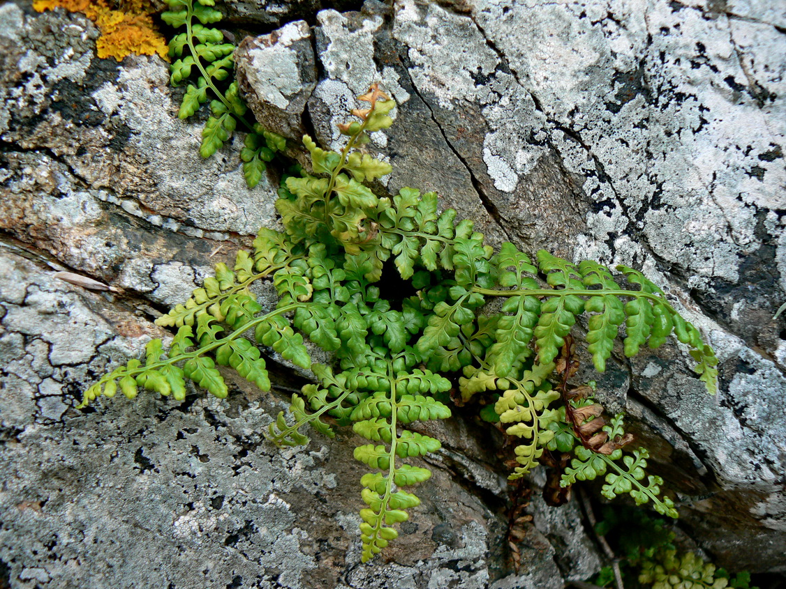 Asplenium obovatum: Asplenium obovatum subsp. obovatum, Cap Taillat, France.