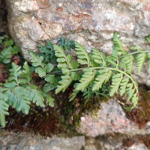 Asplenium obovatum (Asplenium obovatum)