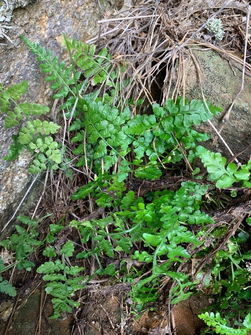 Asplenium obovatum (Asplenium obovatum)