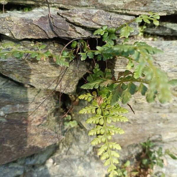 Asplenium obovatum (Asplenium obovatum)