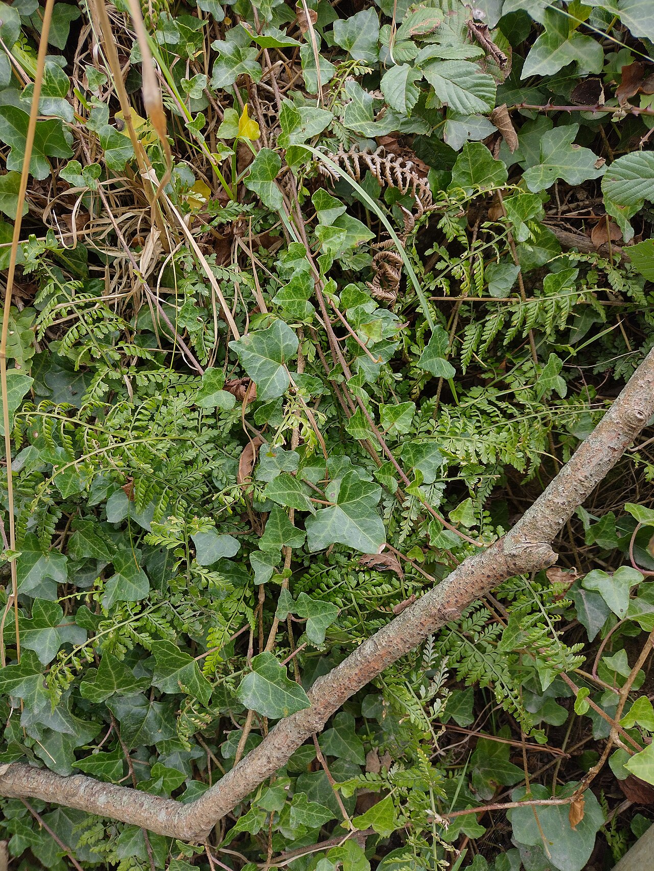 Asplenium obovatum: Asplenium obovatum subsp lanceolatum, St Mary's, Isles of Scilly