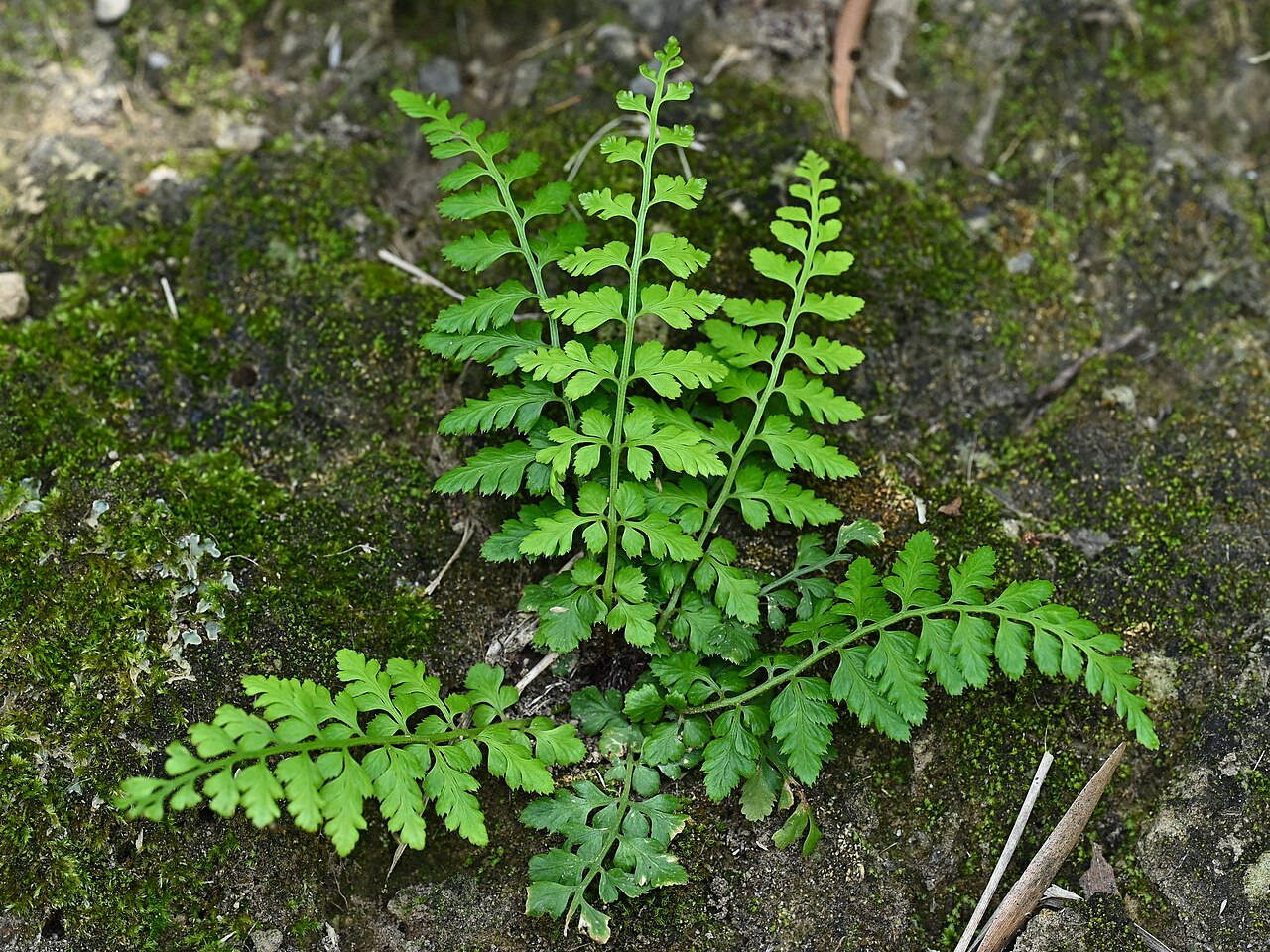 Asplenium obovatum: Asplenium obovatum in Rocha da Relva on Sao Miguel, Azores