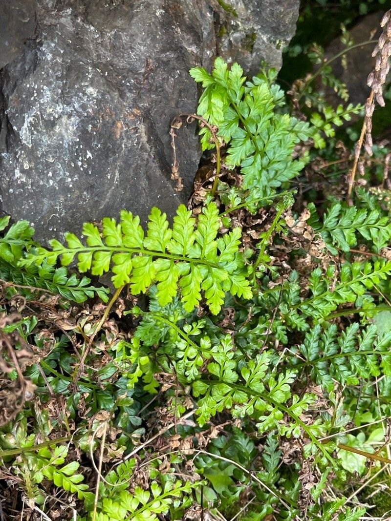 Asplenium obovatum (Asplenium obovatum)