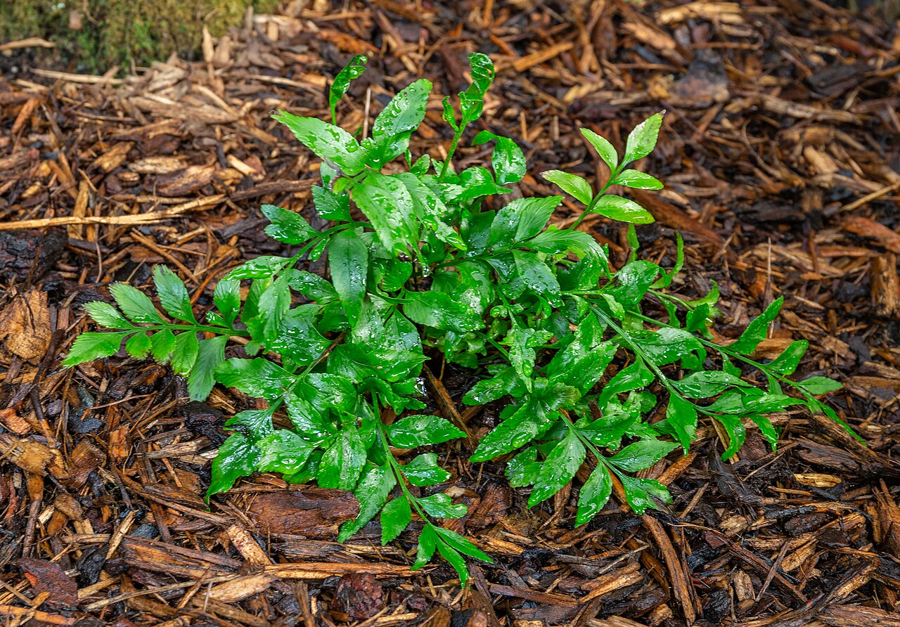 Asplenium obtusatum: Asplenium obtusatum, Christchurch Botanic Gardens, New Zealand