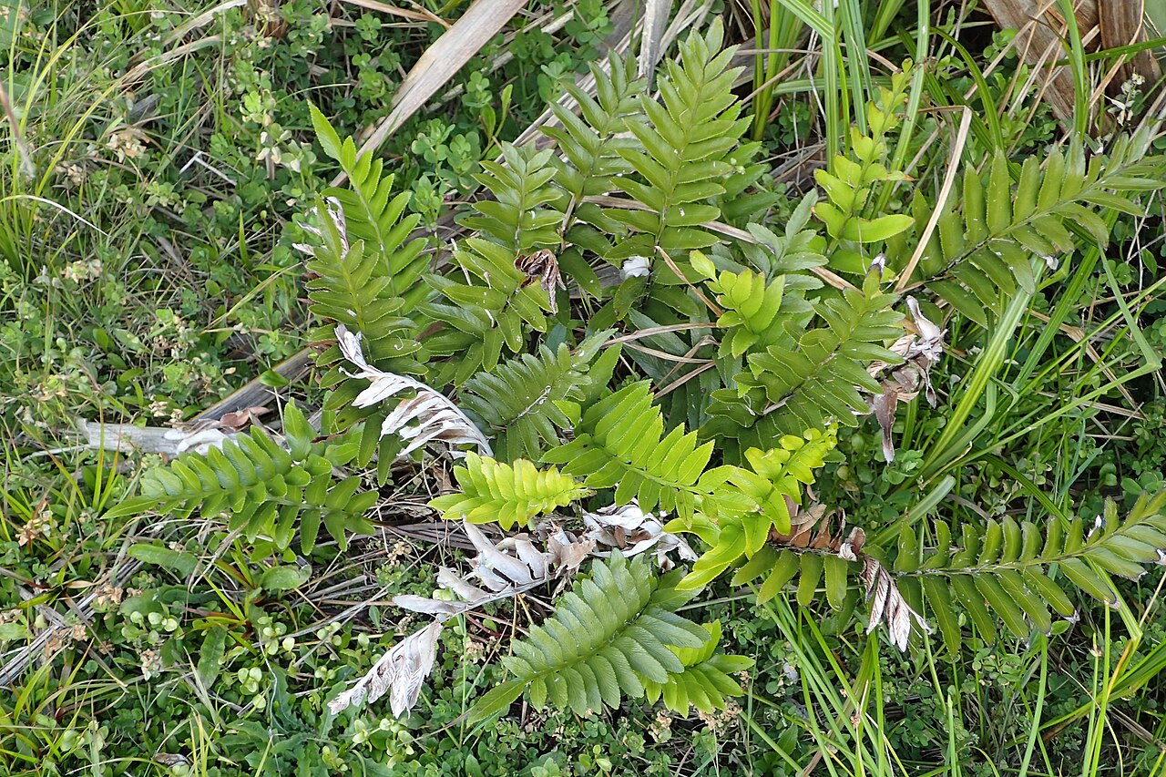 Asplenium obtusatum: Asplenium obtusatum in Punakaiki Pancake Rocks, West Coast