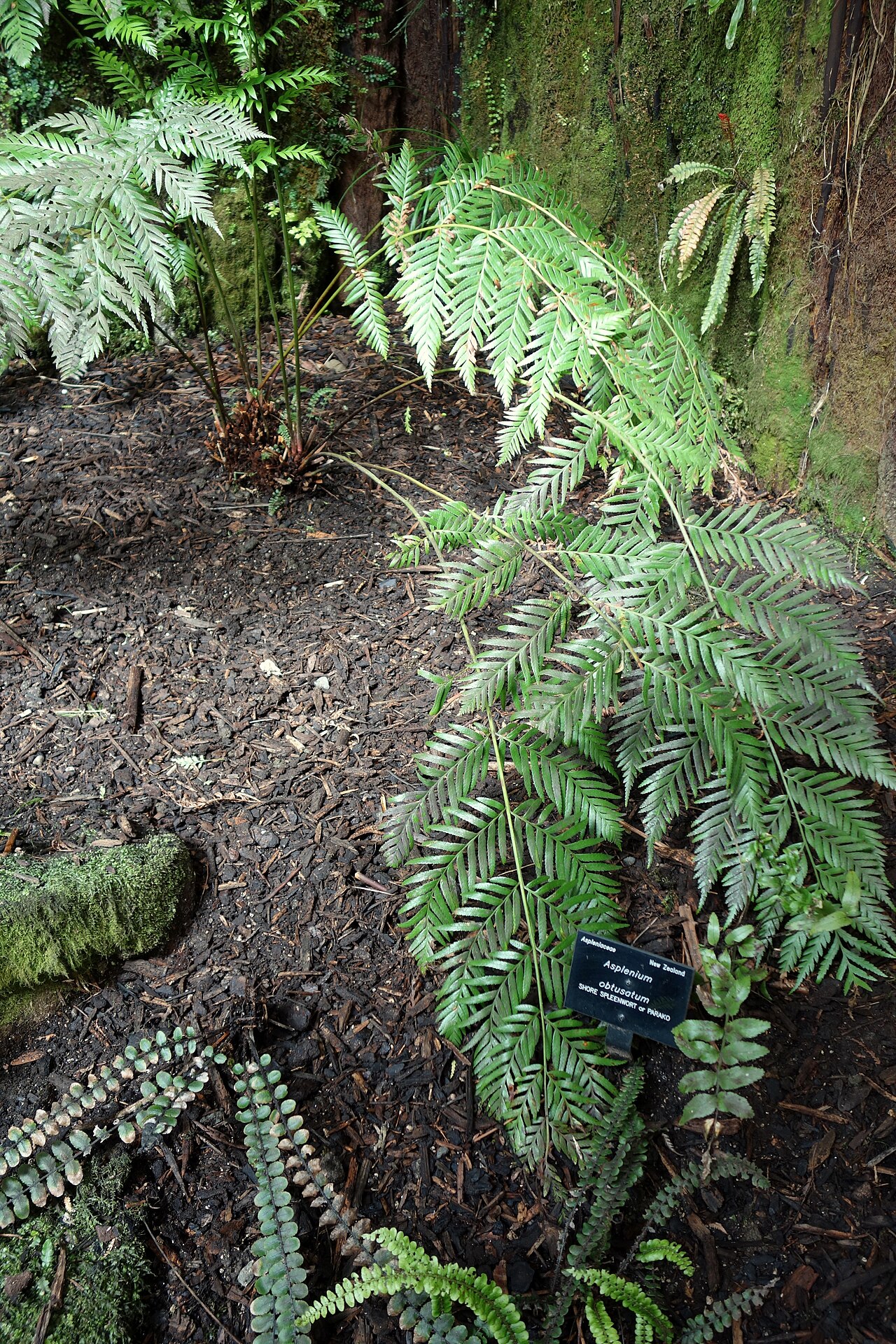 Asplenium obtusatum: Plant in the Fern House - Christchurch Botanic Gardens - Christchurch, New Zealand.