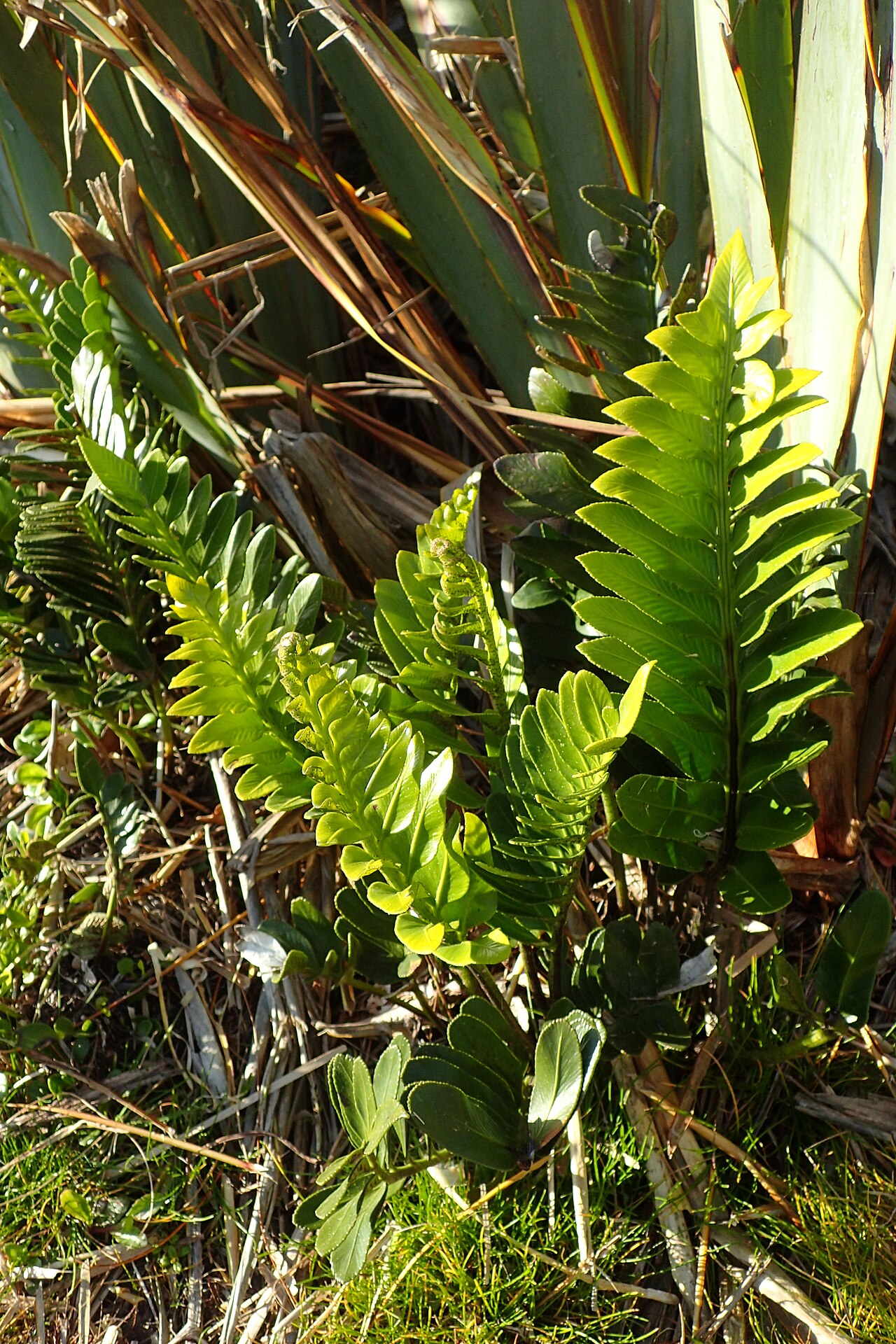 Asplenium obtusatum: Asplenium obtusatum in Punakaiki Pancake Rocks, West Coast